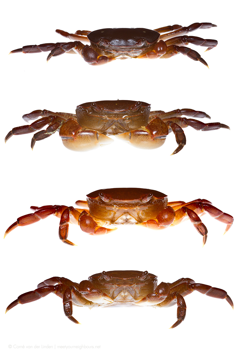 <!--Decapoda, Estuary crab-->